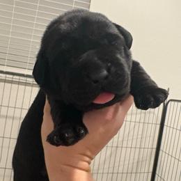 Mr green - Black male Labrador Retriever puppy in Menifee, California from The Golden Leash Kennels
