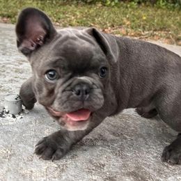 French Bulldogs from BJ's Prestige Frenchies