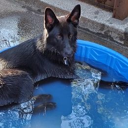 Boy 4 - German Shepherd puppy in Modoc County, California from Vom Marischal Working Lines German Shepherd Dogs