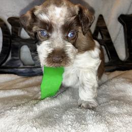 Mark - Parti male Miniature Schnauzer puppy in Hemet, California from Feshia's Miniature Schnauzers