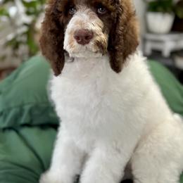 Blue - Parti male Poodle puppy in Twin Lake, Michigan from Paige's Poodles