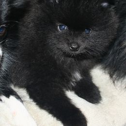 Pomeranians from Pitter Patter Pomeranian Palace