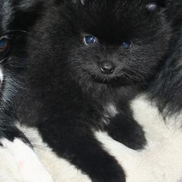 Pomeranians from Pitter Patter Pomeranian Palace