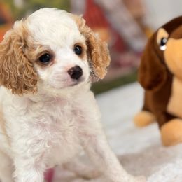 SPRITE - White male Cavapoo puppy in Dickerson, Maryland from Pawsome Aussie Doodles and Oodles