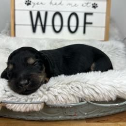 Dahlia - Black and tan female Dachshund puppy in Payette, Idaho from NT Mini Doxies