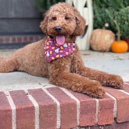 Piper - Goldendoodle