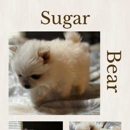 Sugar - Cream parti female Pomeranian puppy in Odessa, Texas from Cherry's Poms