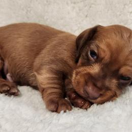 Silkywirehaired Choco - Chocolate and tan male Dachshund puppy in Torrance, California from Lucky Dachshunds