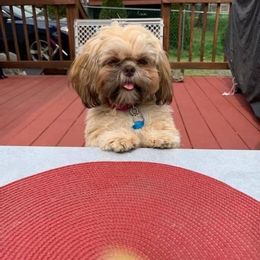 Shih Tzu Puppies from Lil' Darlin' Shih Tzus of the Virginia Blue Ridge