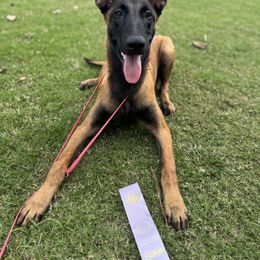 Belgian Malinois Puppies from Fromage Malinois