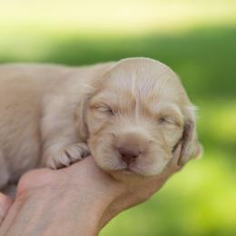 Dachshund Puppies from Natasha Vohs