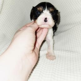 Cotton - Tri-color male Cavalier King Charles Spaniel puppy in Wilburton, Oklahoma from My Kids Kennel