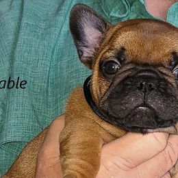 French Bulldogs from Janet's Frenchies