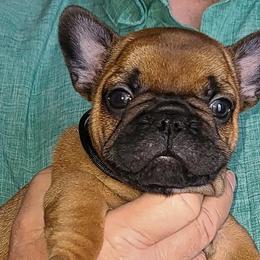 French Bulldogs from Janet's Frenchies