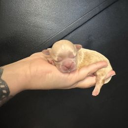 Major - Cream and white male Shih Tzu puppy in Rockmart, Georgia from Sonya Garrett