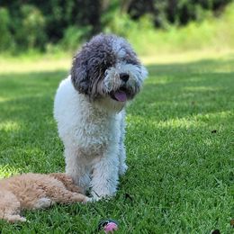 Lagotti Romagnoli from Heidi's Pups