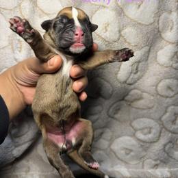 Light purple - Fawn female Boxer puppy in Louisville, Kentucky from Nelson’s Fancy Frenchies and Bulldogs