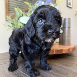 Hershey - Black male Cockapoo puppy in Roseville, California from Darby Park Doodles