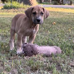 Chai - Fawn female Great Dane puppy in Montgomery, Texas from KD Sweet Southern Danes