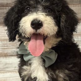 Bud - Tri-color male Bernedoodle puppy in Peterstown, West Virginia from To Love A Doodle