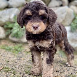 Australian Labradoodle Puppies from Starlight Ridge Australian Labradoodles