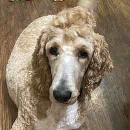 Aussiedoodles and Goldendoodles from Double A’s Poodes and Doodles
