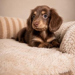 Daisy - Chocolate and tan female Dachshund puppy in Gold Canyon, Arizona from Silverking Kennels