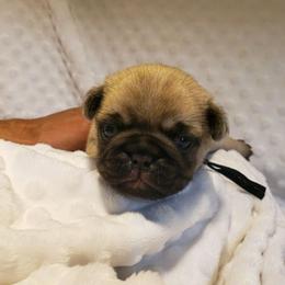 Mr. Black - Fawn male Pug puppy in Gore, Oklahoma from Pugs on Pecan