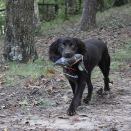 Boykin Spaniel puppies from Blue Creek Boykins