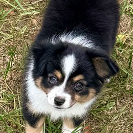 Heidi - Black tri female Toy Australian Shepherd puppy in Blacksburg, South Carolina from Blue’s Family Aussies