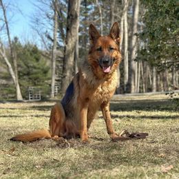 Amoji - German Shepherd