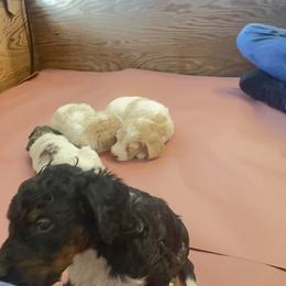 Bernedoodles from Martha’s Vineyard Bernedoodles