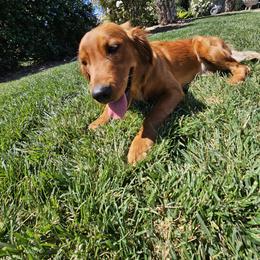 Golden Retriever All Grown Up from Coppertown Retrievers