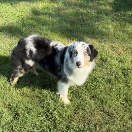 Splash - Blue merle female Australian Shepherd puppy in Paris, Kentucky from Silverstone Kennel