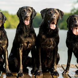 Labrador Retrievers from Hallelujah Retrievers