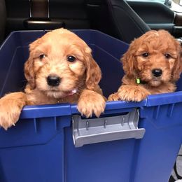 Goldendoodles and Golden Retrievers from Deer Creek Goldens of WV