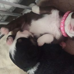 Miniature Australian Shepherds from A&A K9's