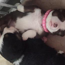Miniature Australian Shepherds from A&A K9's
