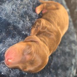 Chocolate boy - Chocolate male Dachshund puppy in West Plains, Missouri from Spring Creek Dachshunds