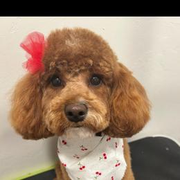 Rosie - Cavapoo