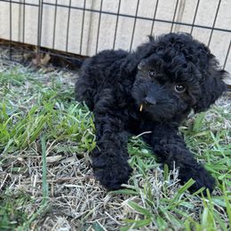 Luna - Black Cavapoo puppy in Selma, Texas from Sage Mini Doodles