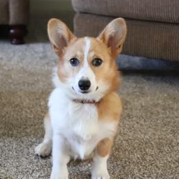 Natalie - Pembroke Welsh Corgi