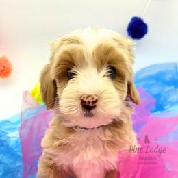 North - Apricot male Australian Labradoodle puppy in Estacada, Oregon from Pine Lodge Labradoodles