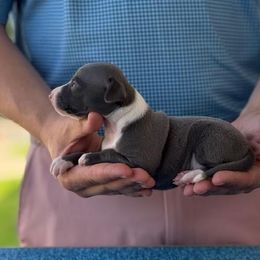 Boy 1 - Blue male Italian Greyhound puppy in Sugar Valley, Georgia from Pinnacle Farm and Kennel