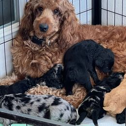 Molly - Goldendoodle