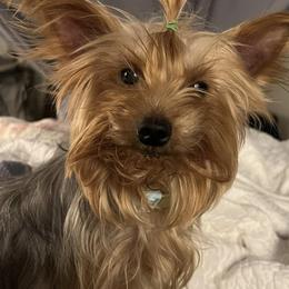 Morkie All Grown Up from Melanie Mitchell