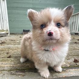 Chip (orange) fluffy - Sable merle and white male American Corgi puppy in East Oakdale, California from Rhettro Kennels