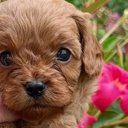 Cavalier King Charles Spaniels and Cavapoos from Primrose Pups