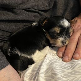 Yorkshire Terrier Puppies from Moonbabies Yorkies