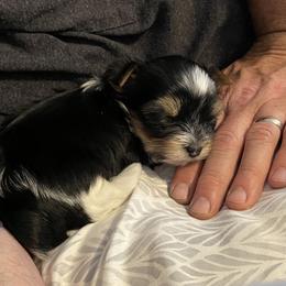 Yorkshire Terrier Puppies from Moonbabies Yorkies